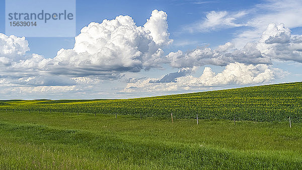 Üppig grüne Felder unter einem blauen Himmel mit Wolken in der Prärie von Alberta  Rocky View County; Alberta  Kanada