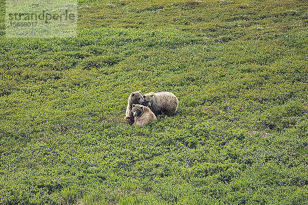 Grizzly-Sau (Ursus arctos horribilis) kuschelt mit ihren beiden Jungen  nachdem sie sie gesäugt hat  in der Tundra  Interior Alaska  Denali National Park and Preserve; Alaska  Vereinigte Staaten von Amerika