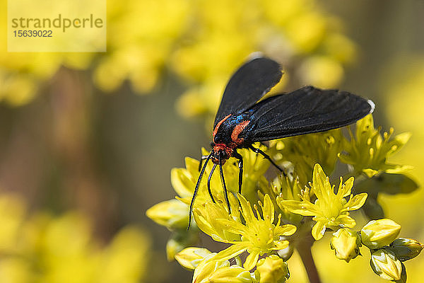 Eine Rotschulterige Ctenucha-Motte (Ctenucha rubroscapus) schlürft Nektar von Sedum-Blüten in einem Blumengarten; Astoria  Oregon  Vereinigte Staaten von Amerika