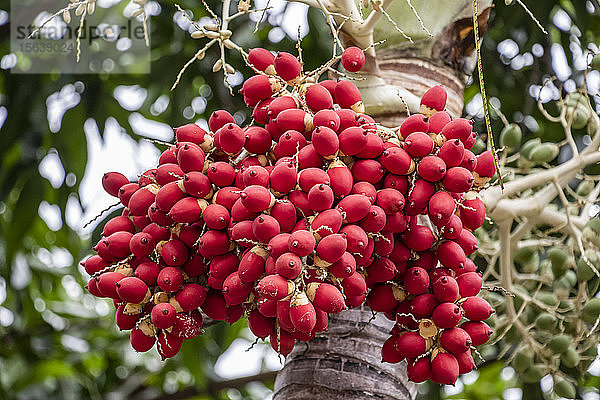 Süßer Viburnum (Iburnum odoratissimum); Banjar  Bali  Indonesien