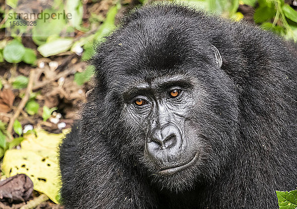 Berggorilla (Gorilla beringei beringei)  Bwindi Impenetrable National Park; Westliche Region  Uganda