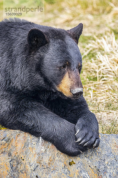 Ein männlicher Schwarzbär (Ursus americanus) ruht sich auf einem Hügel aus  Alaska Wildlife Conservation Center; Portage  Alaska  Vereinigte Staaten von Amerika