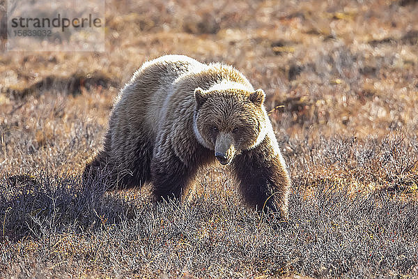 Ein Grizzlybär (Ursus arctos horribilis) stolziert auf das Auto des Fotografen zu  Interior Alaska  Denali National Park and Preserve; Alaska  Vereinigte Staaten von Amerika