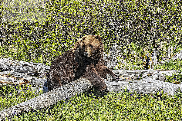 Braunbär-Eber (Ursus arctos) schaut in die Kamera  während er über einem Baumstamm ruht  Alaska Wildlife Conservation Center  Süd-Zentral-Alaska; Portage  Alaska  Vereinigte Staaten von Amerika