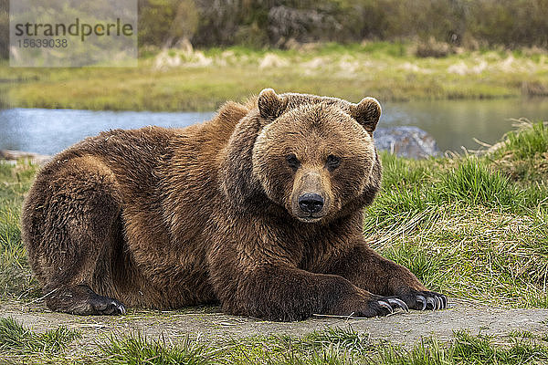 Braunbärensau (Ursus arctos) liegt im Gras und schaut in die Kamera  Alaska Wildlife Conservation Centre  Süd-Zentral-Alaska; Portage  Alaska  Vereinigte Staaten von Amerika