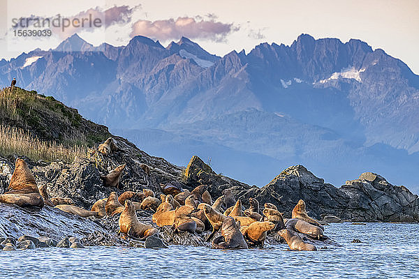 Seelöwen  die das Wasser verlassen und an der Küste Alaskas an Land gehen  mit einer zerklüfteten Bergkette im Hintergrund; Alaska  Vereinigte Staaten von Amerika