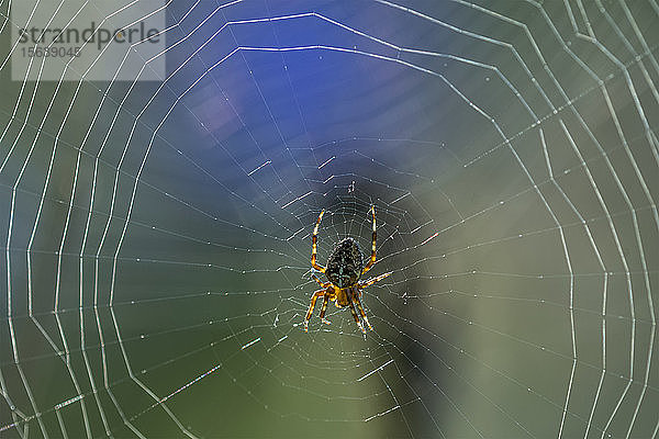 Europäische Gartenspinnen (Araneus diadematus) spinnen ihre Netze im Spätsommer; Astoria  Oregon  Vereinigte Staaten von Amerika