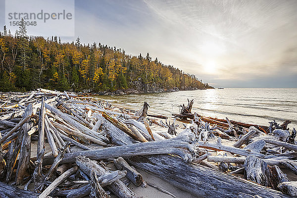 Lake Superior mit einem Wald in Herbstfarben und Treibholz am Strand; Ontario  Kanada