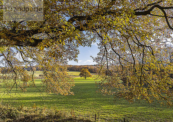 Blick durch die Zweige auf einen einsamen  mit herbstlichem Laub bedeckten Baum; Gibside  Northumberland  England