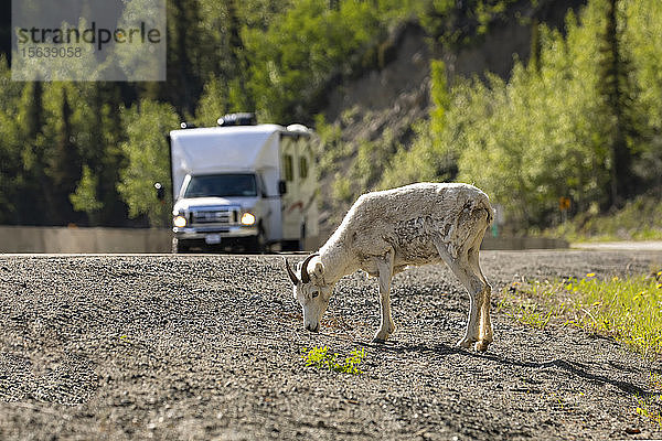 Ein Dallschaf (Ovis dalli) frisst auf dem Seitenstreifen des Glenn Highway in der Nähe des Sheep Mountain. Ein Wohnmobil fährt an den Schafen vorbei; Alaska  Vereinigte Staaten von Amerika