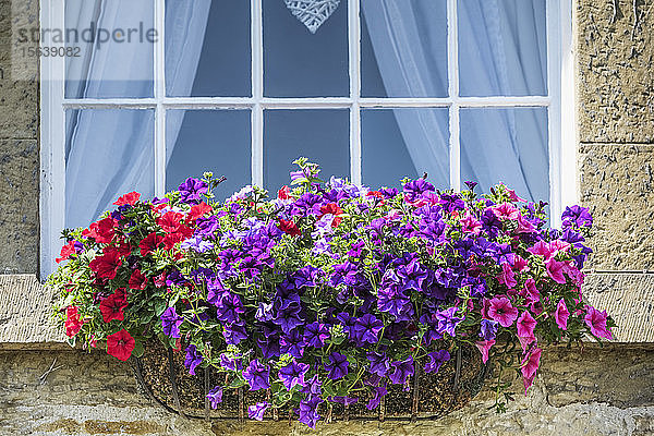 Blühende Blumen in verschiedenen Farben in einem Pflanzgefäß vor einem Fenster; Simonburn  Northumberland  England