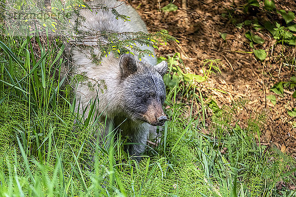 Gletscherbär (Ursus americanus emmonsii)  der aus dem hohen Gras herausschaut  Tongass National Forest; Alaska  Vereinigte Staaten von Amerika