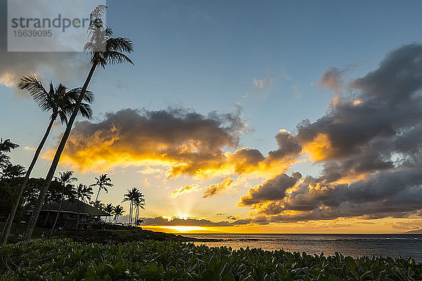 Ein goldener Sonnenuntergang mit leuchtenden Wolken über dem Ozean und dem Horizont  mit Silhouetten von Palmen und Restaurant-Terrassenschirmen mit üppigem grünen Laub im Vordergrund an der Küste der Kapalua Bay; Ka'anapali  Maui  Hawaii  Vereinigte Staaten von Amerika