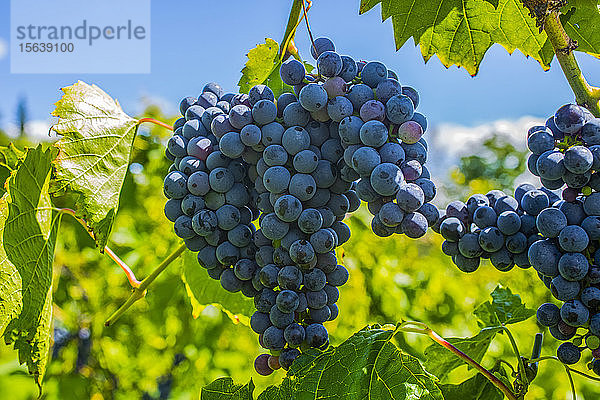 Violette Weintrauben an einer Weinrebe; Shefford  Quebec  Kanada