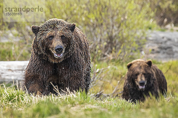 Braunbäreneber und Sau (Ursus arctos) zusammen  Sau (weiblich) im Vordergrund  nass vom Schwimmen im Fluss  Alaska Wildlife Conservation Center  Süd-Zentral-Alaska; Alaska  Vereinigte Staaten von Amerika