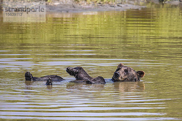 Braunbär (Ursus arctos) beim Schwimmen im Teich  Alaska Wildlife Conservation Center; Portage  Alaska  Vereinigte Staaten von Amerika