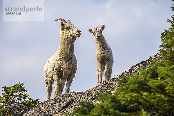 Dallschaf (Ovis dalli)  Mutterschaf und Lamm in der Gegend von Windy Point in der Nähe des Seward Highway südlich von Anchorage in Süd-Zentral-Alaska. Im Hintergrund ist das Meereswasser des Turnagain Arm zu sehen; Alaska  Vereinigte Staaten von Amerika