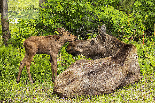 Elchkuh (Alces alces) und Kalb  Süd-Zentral-Alaska; Anchorage  Alaska  Vereinigte Staaten von Amerika