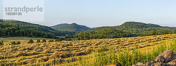 Heuernte auf einem abgeernteten Feld; Cowansville  Quebec  Kanada