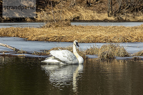 Ein Trompeterschwan (Cygnus buccinator) in einem Teich gegenüber dem Seeschwalbensee  der gerade zum Nisten nach Alaska gewandert ist  Kenai-Halbinsel  Süd-Zentral-Alaska; Alaska  Vereinigte Staaten von Amerika