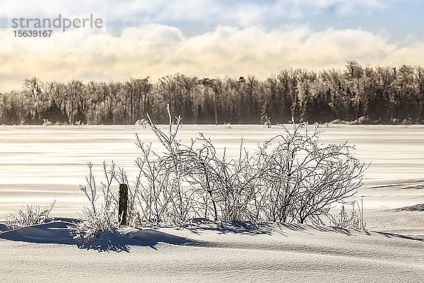 Eisbedeckte Bäume und verschneite Felder mit Zäunen; Sault St. Marie  Michigan  Vereinigte Staaten von Amerika