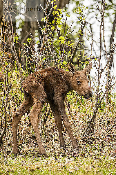 Junges Elchkalb (Alces alces)  Süd-Zentral-Alaska; Anchorage  Alaska  Vereinigte Staaten von Amerika