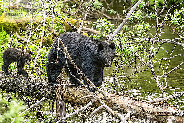 Amerikanischer Schwarzbär (Ursus americanus) und Jungtier gehen auf einem umgestürzten Baumstamm über einen Fluss  das Jungtier folgt dem Erwachsenen; Alaska  Vereinigte Staaten von Amerika