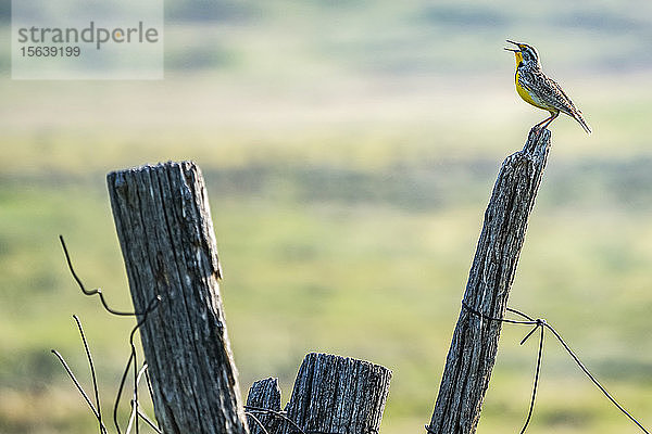 Vogel auf einem Pfosten sitzend  mit offenem Mund rufend  Grasslands National Park; Val Marie  Saskatchewan  Kanada