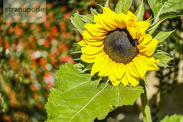 Blühende Sonnenblume im Sonnenlicht; Hexham  Northumberland  England