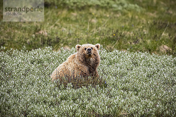 Unreifer heller Grizzlybär (Ursus arctos hornbilis)  Denali National Park and Preserve; Alaska  Vereinigte Staaten von Amerika