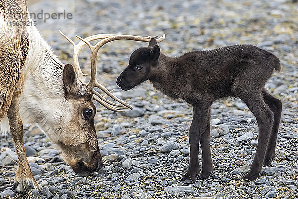 Eine Rentierkuh (Rangifer tarandus) mit ihrem neuen Kalb  das Kalb bleibt ganz nah bei der schützenden Kuh  Alaska Wildlife Conservation Center; Portage  Alaska  Vereinigte Staaten von Amerika