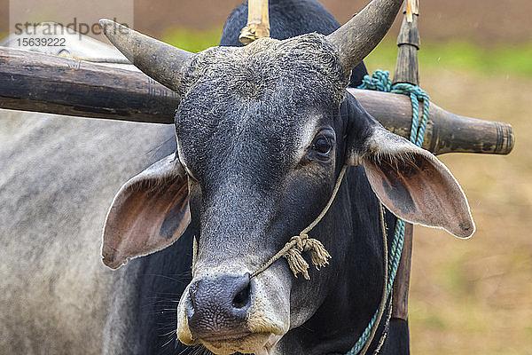 Büffel mit Joch; Shan-Staat  Myanmar