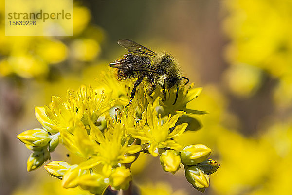 Eine Hummel sammelt Nektar von Sedum-Blüten in einem Blumengarten; Astoria  Oregon  Vereinigte Staaten von Amerika