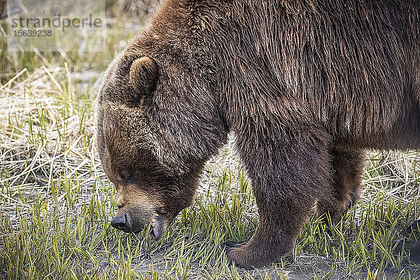 Grizzlybärensau (Ursus arctos horribilis) beim Fressen von Gras  Alaska Wildlife Conservation Center; Portage  Alaska  Vereinigte Staaten von Amerika