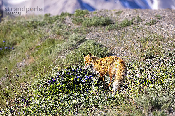 Ein Rotfuchs (Vulpes vulpes) bleibt stehen  um an einem Busch mit Blauglocken (Hyacinthoides) zu schnuppern  bevor er seine Jagd entlang der Straße fortsetzt  Denali National Park and Preserve; Alaska  Vereinigte Staaten von Amerika