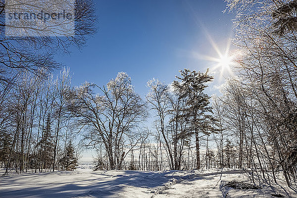 Eisbedeckte Bäume vor einem blauen Himmel mit Sonnenaufgang; Sault St. Marie  Michigan  Vereinigte Staaten von Amerika