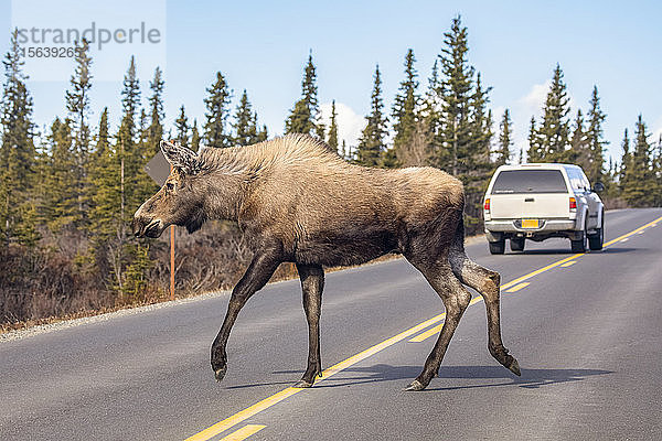 Eine Elchkuh (Alces alces) überquert die Parkstraße  nachdem ein Auto sie umfahren hat  Denali National Park and Preserve; Alaska  Vereinigte Staaten von Amerika