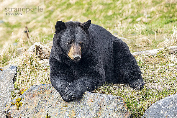 Ein männlicher Schwarzbär (Ursus americanus) ruht sich auf einem Hügel aus  Alaska Wildlife Conservation Center; Portage  Alaska  Vereinigte Staaten von Amerika