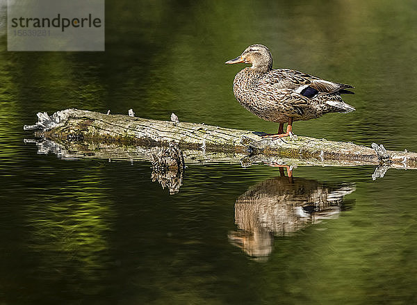 Stockente (Anas platyrhynchos) steht auf einem schwimmenden Baumstamm  dessen Spiegelbild sich im Wasser spiegelt; Whitehorse  Yukon  Kanada