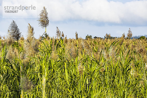 Nahaufnahme und Detailaufnahme von blühendem und wachsendem Zuckerrohr auf einem Feld in der Nähe von Kihei  bevor die Zuckerindustrie die Insel 2017 nach 134 Jahren Produktion verließ; Maui  Hawaii  Vereinigte Staaten von Amerika