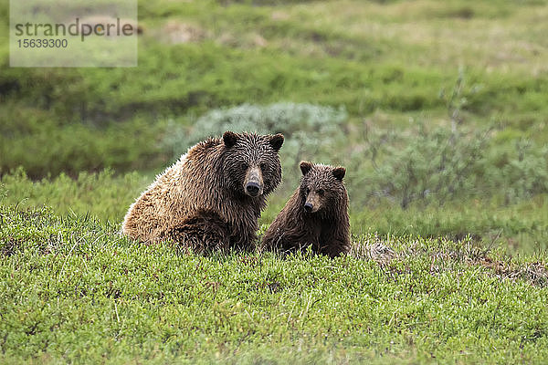 Grizzlybär (Ursus arctos horribilis)  Sau und Jungtier in der Tundra  Denali National Park and Preserve; Alaska  Vereinigte Staaten von Amerika