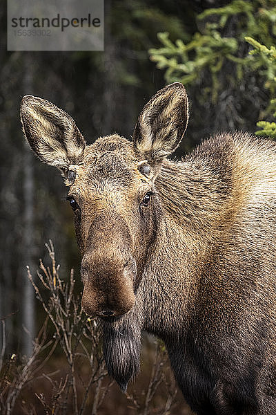 Eine Elchkuh (Alces alces) hält beim Fressen inne und schaut in die Kamera  Denali National Park and Preserve  Inneres Alaska; Alaska  Vereinigte Staaten von Amerika