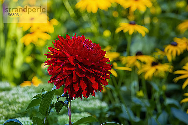 Eine blühende rote Dahlie (Asteraceae) in einem Garten; Hudson  Quebec  Kanada