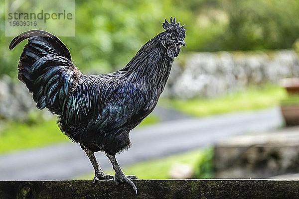 Schwarzer Hahn  Ayam Cemani  ein seltener Vogel  steht auf einer Mauer und schaut nach unten; Hexham  Northumberland  England