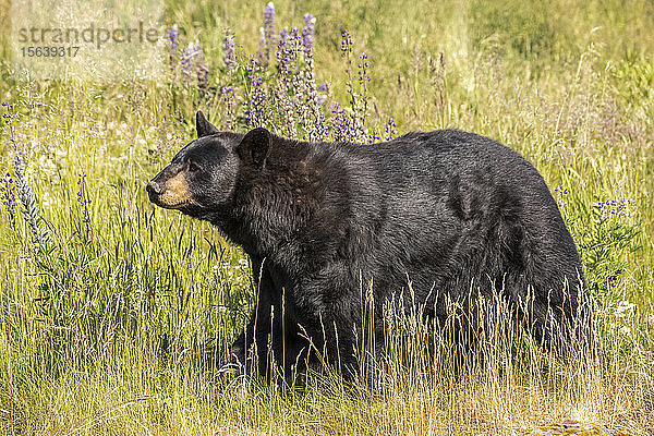 Männlicher Schwarzbär (Ursus americanus) auf einer Wiese  Alaska Wildlife Conservation Center  Süd-Zentral-Alaska; Portage  Alaska  Vereinigte Staaten von Amerika