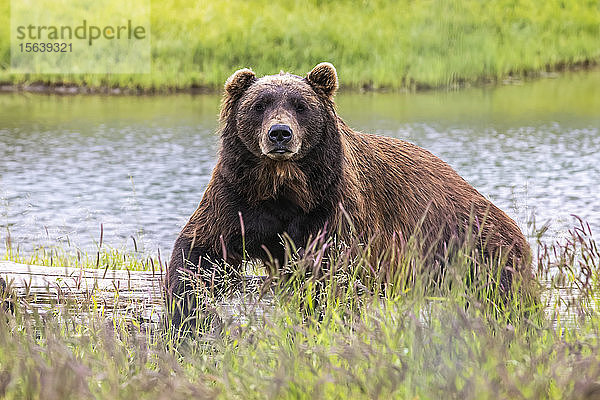 Großes Braunbärschwein (Ursus arctos) schaut in die Kamera  während es sich auf einem alten Baumstamm ausruht  Alaska Wildlife Conservation Center  Süd-Zentral-Alaska; Portage  Alaska  Vereinigte Staaten von Amerika