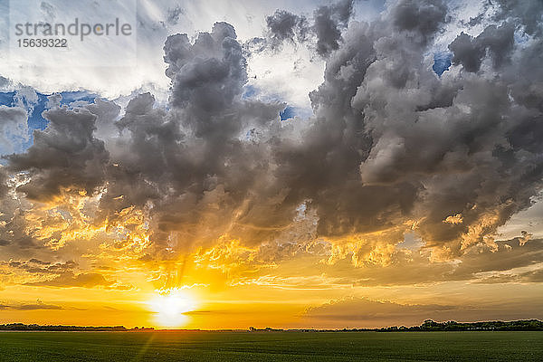 Heller goldener Sonnenuntergang über dem flachen Prärie-Land; Val Marie  Saskatchewan  Kanada