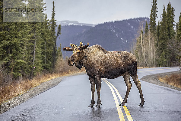 Ein Elchbulle (Alces alces) mit noch samtenem Geweih hält mitten auf der Parkstraße an  Denali National Park and Preserve  Inneres Alaska; Alaska  Vereinigte Staaten von Amerika