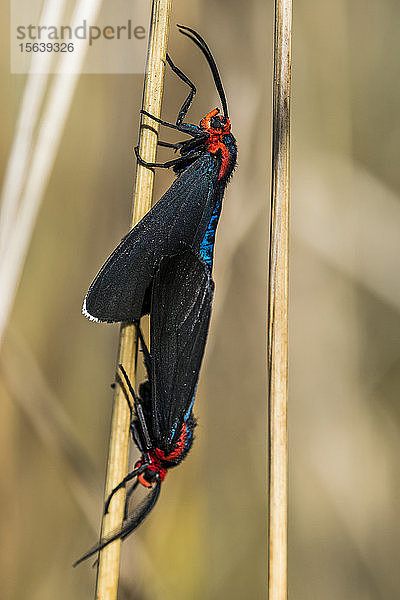 Rotschulterige Ctenucha-Falter (Ctenucha rubroscapus) paaren sich im Gras; Astoria  Oregon  Vereinigte Staaten von Amerika