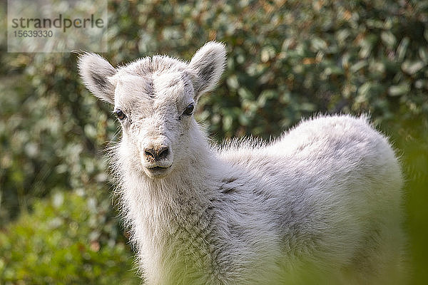 Dallschaf-Lamm (Ovis aries) schaut in die Kamera im Windy Point-Gebiet in der Nähe des Seward Highway  südlich von Anchorage in Süd-Zentral-Alaska; Alaska  Vereinigte Staaten von Amerika